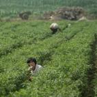 Entre los campos a las afueras de Pyongyang se asoma una de las trabajadoras que se encarga de los cultivos, en Corea del Norte.