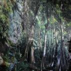 El espectador se enfrenta a una imagen panorámica de cien metros de largo y 30 de alto en el Amazonas recreado por Asisi. En un breve espacio de tiempo se pasa del día a la noche.