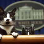 Socks el Gato (1989-2009), también conocido como el "Primer Gato", en una conferencia de prensa de la CasaBlanca durante la presidencia de Clinton.(en:File:Socks cat 1.JPG)