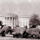 Ovejas en el South Lawn de la Casa Blanca en 1914. (http://www.whitehouse.gov/history/grounds/06.html)