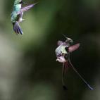 Dos colibríes vuelan en la finca 'El Paraíso de los Colibríes'.