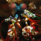 Investigadores de la Universidad de Queensland, en Australia han realizado un estudio sobre la mantis marina. Este animal es muy sensible a diversos espectros de luz, y han comprobado que es capaz de ver nuestra actividad cerebral, además de d...