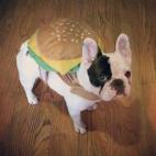 Un bulldog franceses, vestido de hamburguesa.
