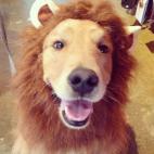El vivo retrato de un león.