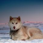 Es una de las razas m&aacute;s antiguas del mundo. Se sabe que el primer perro lleg&oacute; a Groenlandia hace m&aacute;s de 4.000 a&ntilde;os.