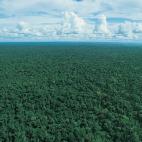 La Amazonia es el bosque tropical más grande del mundo. Atraviesa 6, 7 millones de kilómetros cuadrados de ocho países de América del Sur. Las altas temperaturas favorecen el crecimiento de una vegetación tupida y siempre verde. Es una de l...