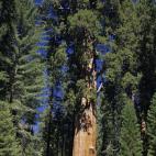 Este magnífico ejemplar de secuoya gigante se encuentra en el Parque Nacional de las Secuoyas de California. Con 83,8 metros de altura dista de ser el más alto (puesto que ocupa la secuoya Hyperión, con 115,5 metros), tampoco es el más ancho...