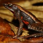 Entre las especies que alberga la Sierra Nevada colombiana se encuentran varias especies de anfibios que ya sólo viven allí, como la rana Arlequín.