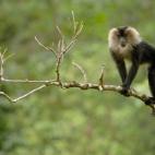 Esta fragmentación, provocada por la tala ilegal y el avance de la agricultura está poniendo en peligro la supervivencia de especies como el macaco cola de león.