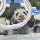 Uno de los pandas mira desde la incubadora (28/08/2014).