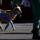 La cabra de la Legión, en el desfile.