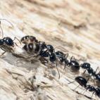 Muchos aficionados a la jardinería aseguran que esparcir posos de café en la zona de paso de las hormigas ayuda a hacerlas huir. Pero hay que tener cuidado: si estás lidiando con un grupo importante de hormigas (o un hormiguero), el café no ...