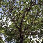 El árbol dragón de Kaweesak, localizado en Tailandia, se eleva hasta 12 metros lo que hace aún más intrigante que no hubiera sido descubierto hasta ahora. Se estima que sólo hay 2.500 ejemplares, lo que lo coloca en una situación crítica.