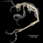 El 'Liropus minusculus' es el camarón más pequeño de los descubiertos hasta ahora. Hallado en las costas de California, con una longitud de apenas 3,3 milímetros, es completamente translúcido.