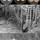 Este nuevo hongo de la familia 'Penicillium' fue hallado en los suelos de Túnez por científicos holandeses. Le dieron su nombre, 'Penicillium vanoranjei' en honor a los Orange, la casa real de los Países Bajos, y por tomar un color anaranjado...