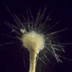 Los protistas son organismos unicelulares por los que todos son microscópicos o eso se creía. Este 'Spiculosiphon oceana', hallada en la costa levantina española llega a medir cinco centímetros.