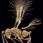 En las selvas de Costa Rica, los científicos descubrieron a una avispa tan pequeña que la llamaron 'Tinkerbella nana', como la eterna compañera de Peter Pan. Apenas mide 250 micras, la millonésima parte de un metro.