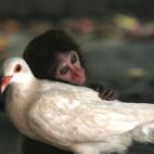 En la costa de China meriodional, en una isla del estuario del río de las Perlas, centenares de macacos viven en una reserva natural de 8.000 hectáreas. Fue allí donde uno de estos simios hizo amistad con una paloma. La paloma llegó a la res...