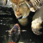 Chino, un perro Golden Retrevier de nueve años, descubrió un día el fascinante espectáculo de los peces moviéndose bajo el agua. Cuando sus dueños le dejaban salir al patio trasero de su casa de Oregón (EEUU), Chino se tumbaba al borde de...