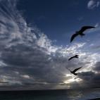 Varias gaviotas revolotean por el cielo de Niza, sobre el Mediterráneo.