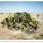 Welwitschia Mirabilis #0707-22411 (2.000 años; ; Namib-Naukluft Desert, Namibia). El Welwistchia vive solo en algunas partes de la costa de Namibia y Angola, donde la humedad del mar aparece en el desierto. Pese a su apariencia, solo tiene dos ...