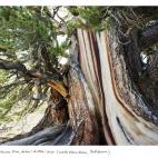 Bristlecone Pine #0906-3030 (White Mountains, California). Los Bristlecone son los pinos más antiguos del mundo, con más de 5.000 años de vida. En 1960 un estudiante universitario cortó una parte del que, probablemente, sea el árbol más an...