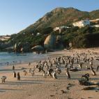 Sí, son pingüinos. Esta colonia comenzó su residencia en el extremo más al sur de Sudáfrica en 1983 y es uno de los pocos sitios donde se pueden ver de cerca estos animales. Hay cerca de 3.000 pingüinos con los que se puede uno bañar y ju...