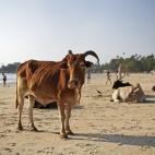India es el país de las vacas sagradas, hasta tal punto que les permiten estar en la playa. Goa, el primer destino turístico de mar del país asiático, cuenta con decenas de estos animales paseando o echándose la siesta en la arena que compa...