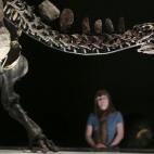 Una trabajadora del Museo de Historia Natural de Londres posa junto al esqueleto de Stegosaurus más completo del mundo. Con más de 150 millones de años, éste es el primer dinosaurio completo que se exhibe en el museo en casi 100 años.