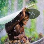 (c) Andrew Suryono, Indonesia, Categoría Naturaleza y Vida Sivestre, Competición abierta, Sony World Photography Awards 2015. Título de la imagen: Orangutan in The Rain (Orangután en la lluvia) Descripción de la imagen: Estaba fotografian...