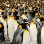 (c) Lisa Vaz, Portugal, Categoría Naturaleza y Vida silvestre, Competición abierta, Sony World Photography Awards. Título de la imagen: In a crowd of King Penguins (Entre una multitud de pingüinos rey) Descripción de la imagen: Los ping...