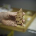 Una muestra de excremento fosilizado que estará en exhibición en la nueva sala de Paleontología del Museo de Ciencias Naturales.