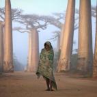 Una niña de Madagascar entre baobabs. 