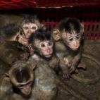 Estas crías de macaco de cola larga fueron encontradas dentro de un camión de contrabando que viajaba de Vietnam a China. La policía ha arrestado a 11 personas. Se trata de una especie protegida en China.