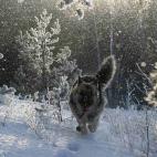 Un perro corre entre la nieve durante una gran nevada en Siberia, a temperaturas de -22 ºC.