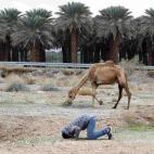 Un beduino reza junto a su camello en el desierto de Judea, entre Jericó y Jerusalén.