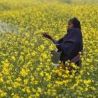 Una agricultora esparce urea en su campo de mostaza en Allahabad (India).