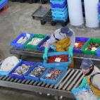 Terminada la subasta, los pescados son distribuidos entre los compradores.