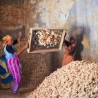 Dos mujeres trabajan en una fábrica de especias seleccionando las raíces de jengibre en la zona de Fort Cochin en Kerala (India). 