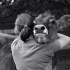 Douglas, una vaca rescatada por Animal Place, ama recibir abrazos.

(Image via Flickr)