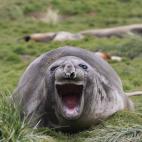 Esta foca se parte de risa con las fotos nominadas.