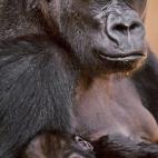 En otros primates, unos senos prominentes indican que la hembra está amamantando a sus crías. Pero este es un punto en que los seres humanos difieren de los animales, y las mujeres siempre tienen senos hinchados. Una hipótesis es que son indi...