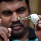 Un investigador de serpientes sujeta una serpiente recién salida de su huevo en la India.