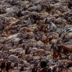 En la imagen resalta una cebra de Grant entre cientos de ñus en Kenia. "La cebra solitaria envuelta por una marabunta de ñus en la Reserva Nacional Masai Mara me llamó la atención", explica Wolfe. "Esperé a que la confusa cebra entrara en l...
