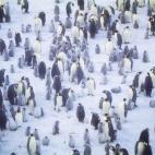 Los pingüinos emperador se reúnen sobre el hielo en Halley Bay, en la Antártida.