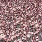Cientos de flamencos enanos, que ya han sido clasificados como una especie "casi amenazada", en el lago Naivasha (Kenia).