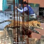 Un leopardo extraviado ha sembrado el pánico en la localidad india de Meerut, a 60 kilómetros al noreste de Nueva Delhi, donde ha atacado y herido al menos a seis personas, entre ellos un agente de policía.