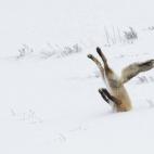 Angela Bohlke, de Estados Unidos, consiguió el primer premio en las categorías Overall y On the land con esta imagen de un zorro sumergiéndose en la nieve que tomó en el Parque Nacional de Yellowstone. "Para mí, ganar es una oportunidad par...