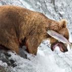 Rob Kroenert quedó entre los ganadores por esta fotografía de un oso pardo al que no se le dio muy bien pescar un salmón.