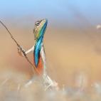 Este colorido reptil hizo que su fotógrafo, Anup Deodhar, fuera uno de los ganadores en esta edición.